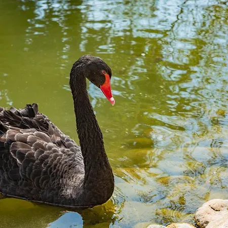 Menada In Cascadas Sunny Beach